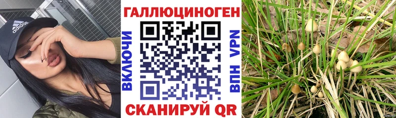 Купить где  Лесосибирск  Псилоцибиновые грибы GOLDEN TEACHER 